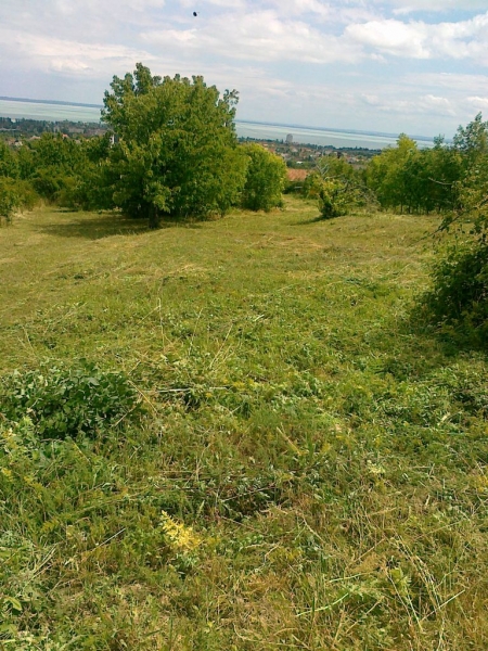 Balaton - Balatonalmdi - Boztirts, fkaszls